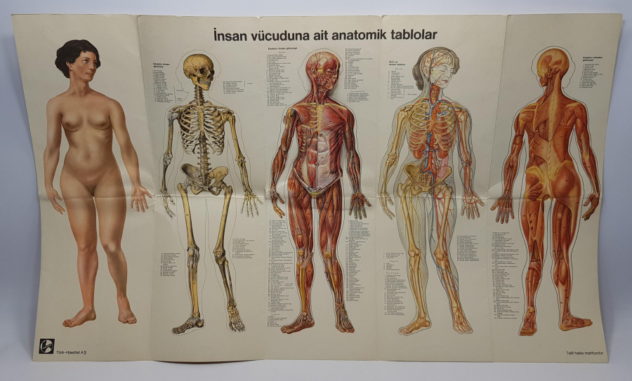 insan vücudu sıcaklık tablosu